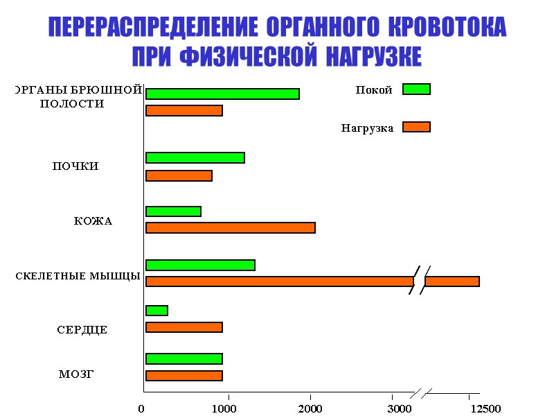 ПЕРЕРАСПРЕДЕЛЕНИЕ  ОРГАННОГО  КРОВОТОКА ПРИ  ФИЗИЧЕСКОЙ  НАГРУЗКЕ
